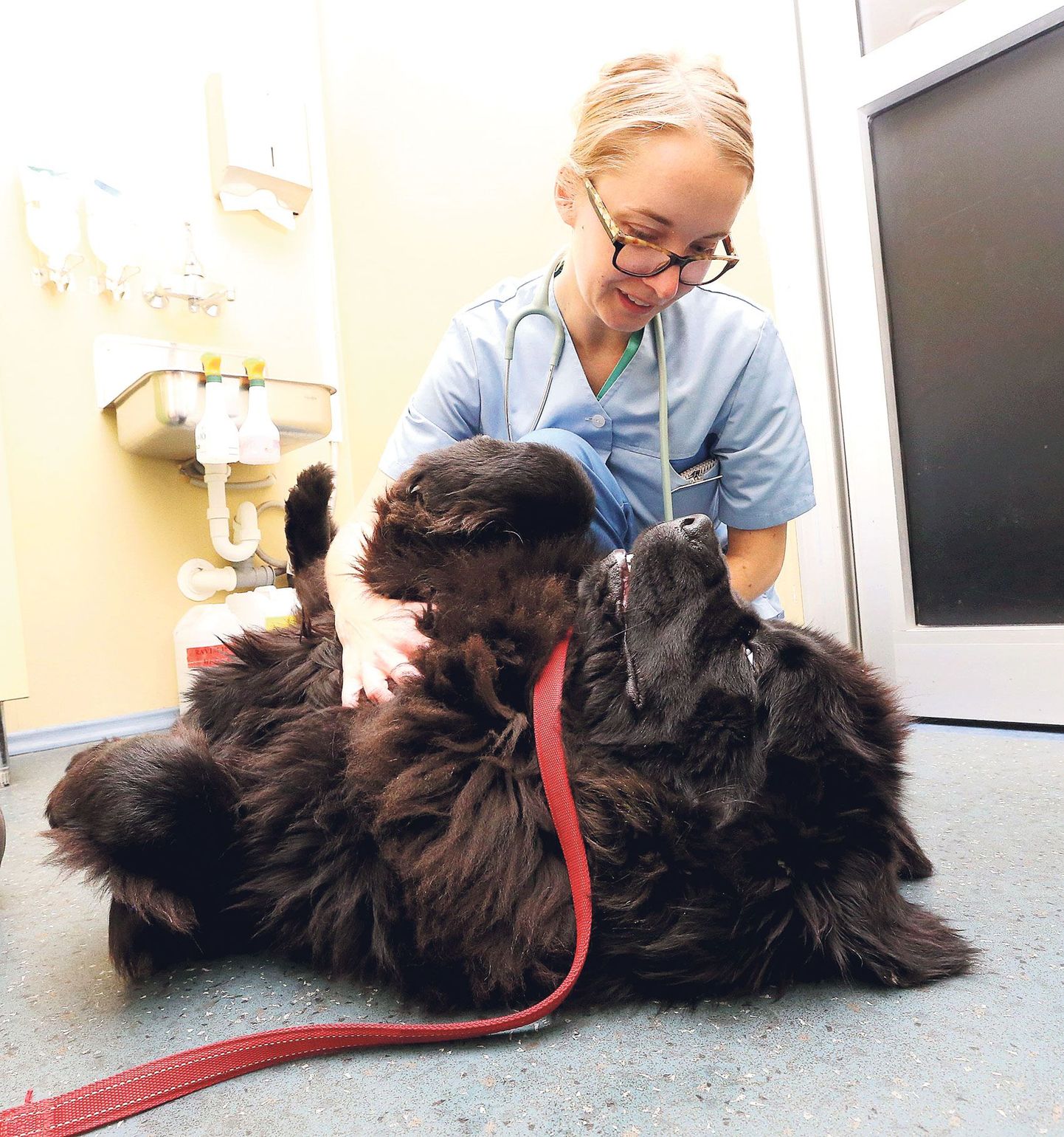 See newfoundlandi tõugu koeranoormees Leero päästis veredoonorina viimati doktor Merle Toomi abiga ühe saksa lambakoera elu, kes toodi raskes seisus maaülikooli kliinikusse.