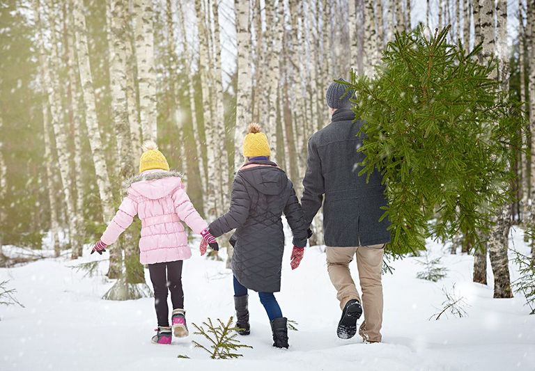 Jõulupuu toomine metsast on tore peretraditsioon. Foto: