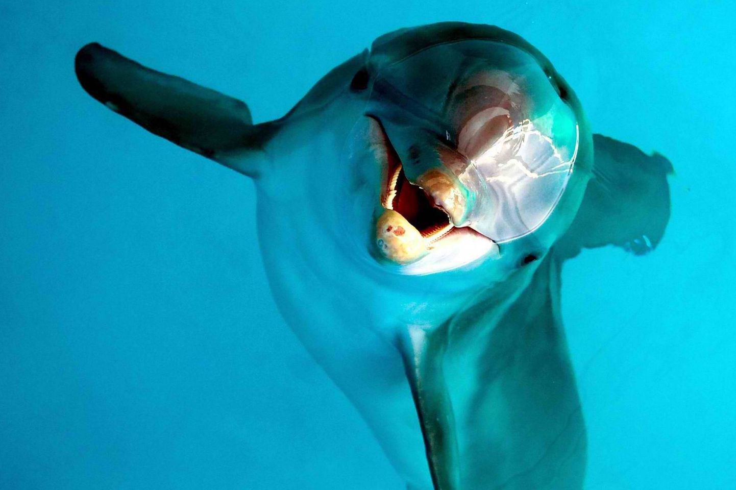 Delfiinid on võimelised olema ärkvel 15 päeva järjest