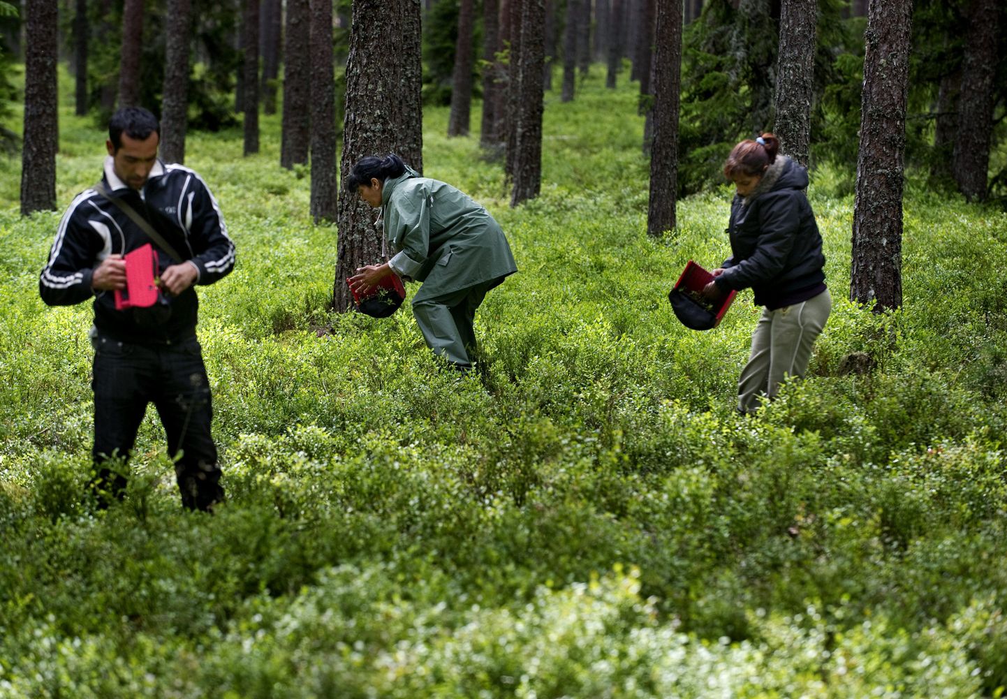 Bulgaaria marjakorjajad Rootsi metsas.