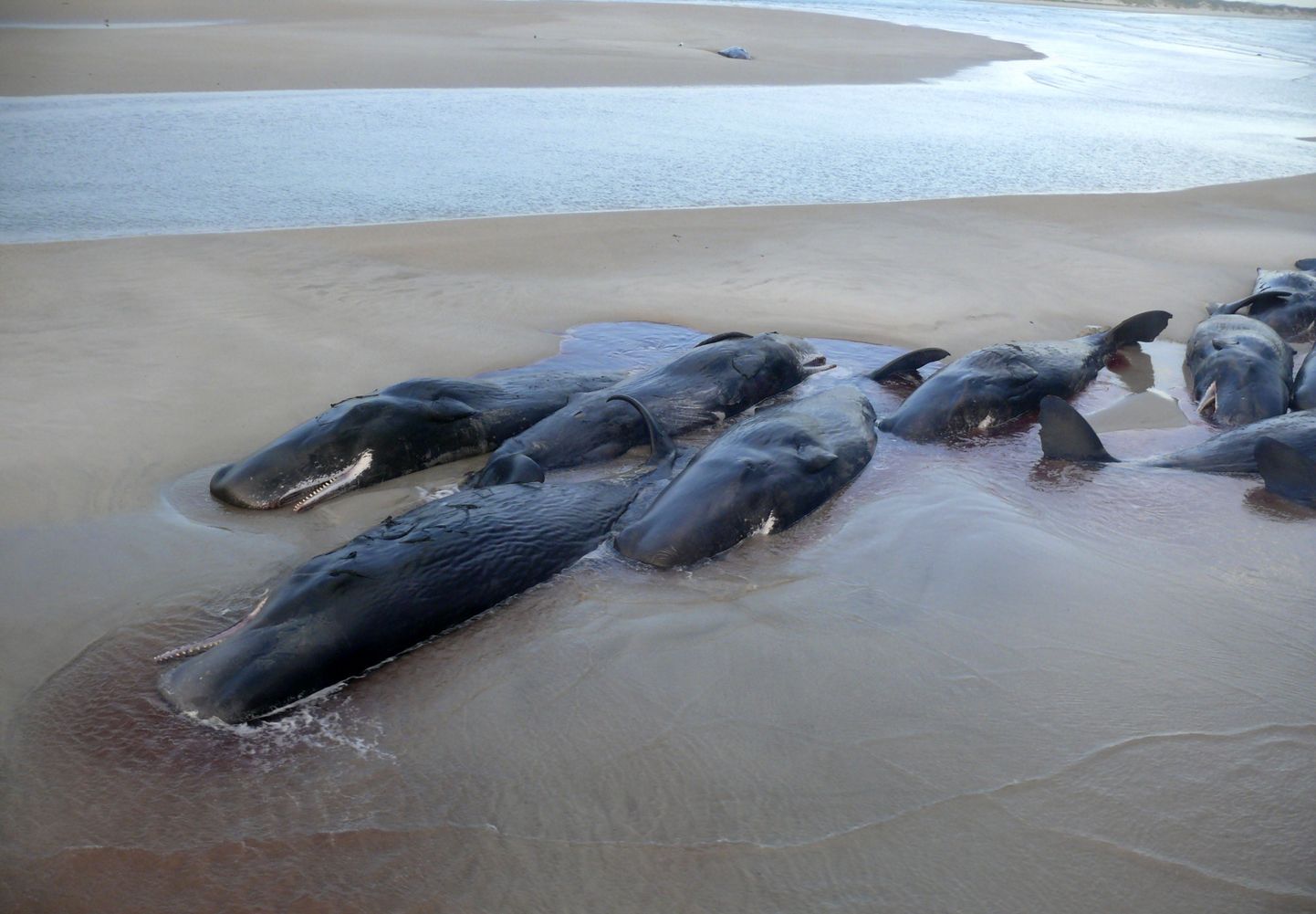 Tasmaania rannikule tulnud kašelottid hukkusid.