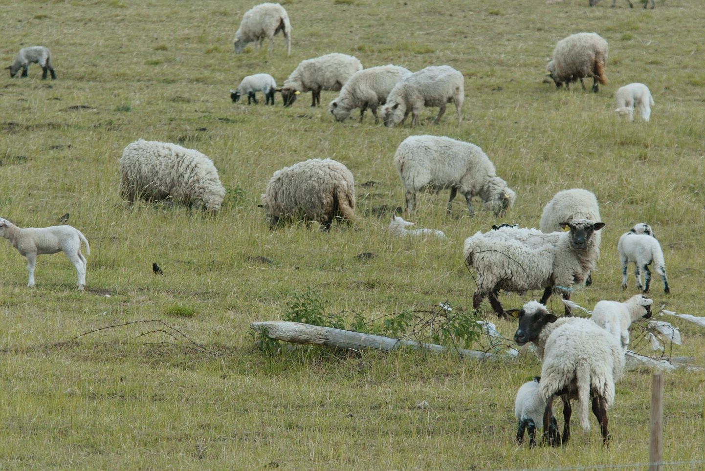 Ka lambakari aitab säilida kultuurmaastikel.