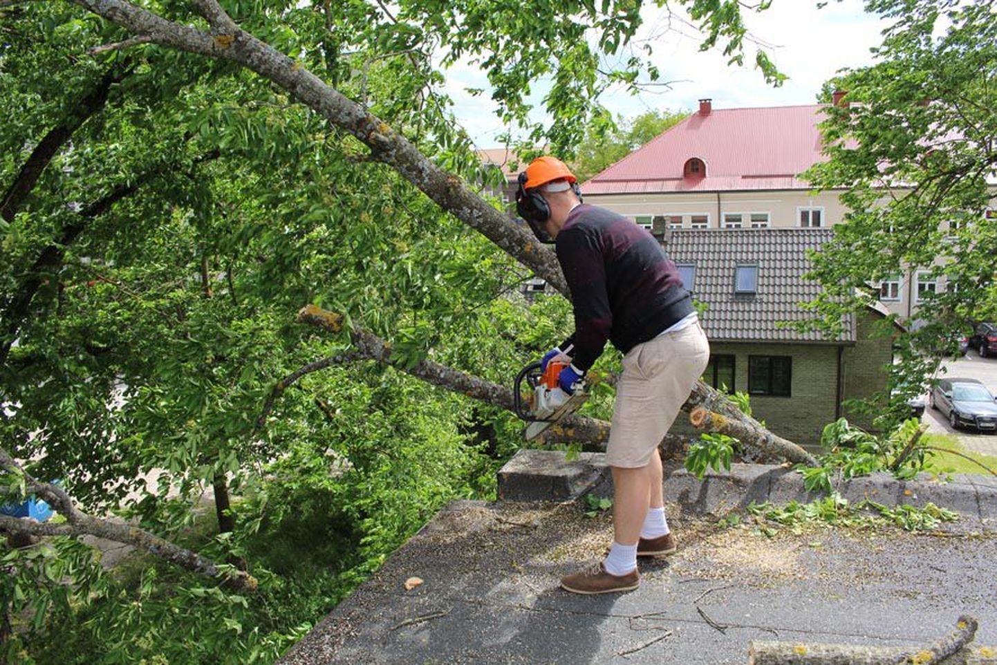 Eilne torm kukutas puu ka Järva Teataja toimetuse majale Paide kesklinnas. Langenud puu tükeldamisega oli pärastlõunal ametis Paide Halduse majandusjuhataja Mikk Vissak ise.