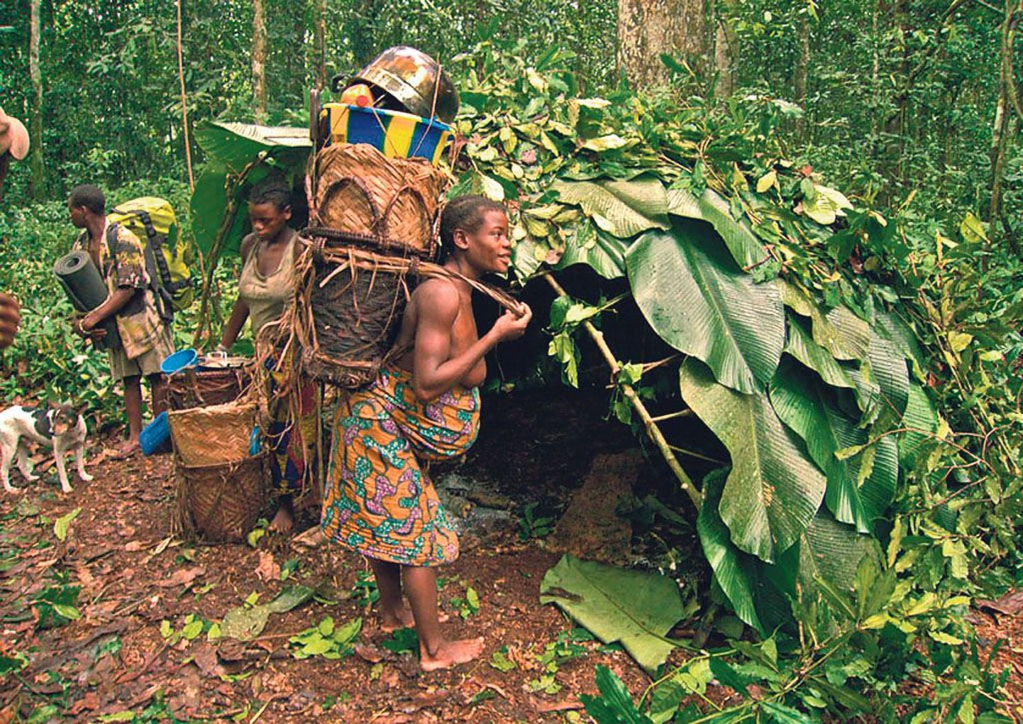 Akad, Kongo ürgmetsadesse peitunud pügmeed, usuvad siiani, et aegade alguses elasid naised omaette, teadmata midagi meestest. Filmi “Tantsivate vaimude mets” autor on eesti verd Linda Västrik.