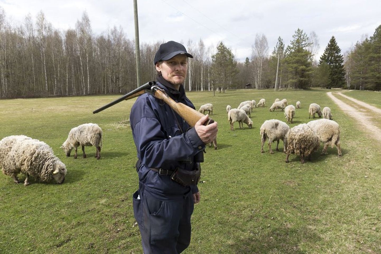 Hüpassaares paikneva Mart Saare majamuuseumi järelevaataja Kalle Jaaniste sõnul on hundid alates 20. märtsist maha murdnud 27 lammast: 19 vana lammast ja kaheksa talle. Uttede arv on langenud poole võrra 31-lt 15-le.