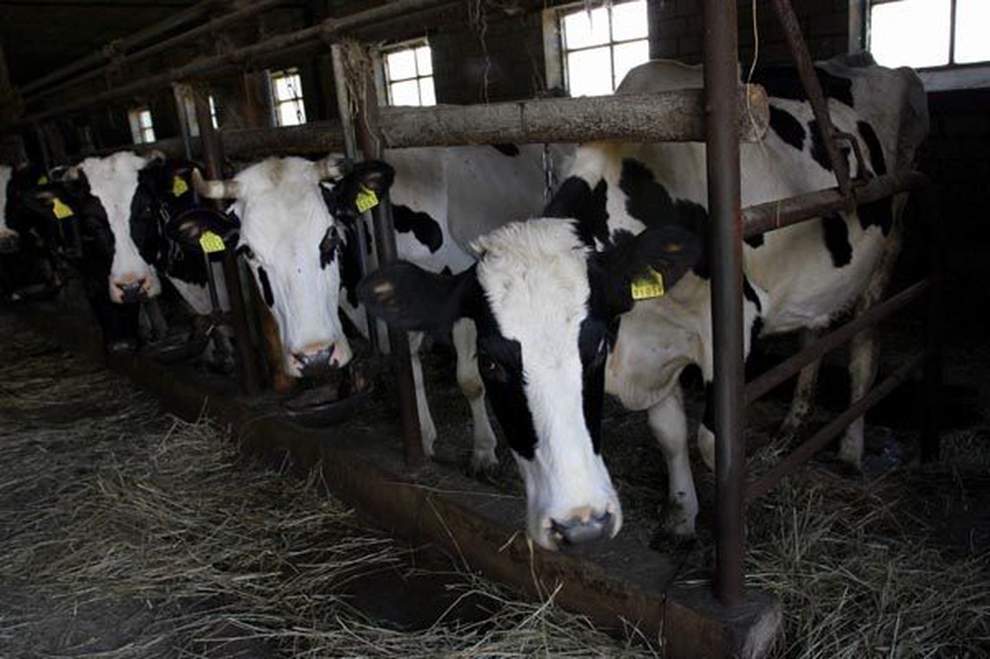 Kõo valla Mikosaare talu kari on heas toitumuses ja annab hästi piima.
