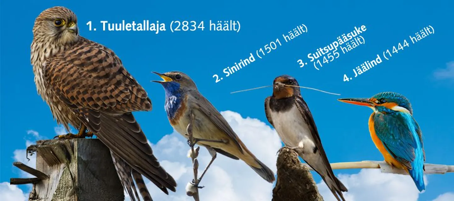 По результатам народного голосования, четыре самолета Embraer компании Estonian Air получили имена Tuuletallaja («Пустельга»), Sinirind («Варакушка»), Suitsupääsuke («Деревенская ласточка») и Jäälind («Зимородок»).