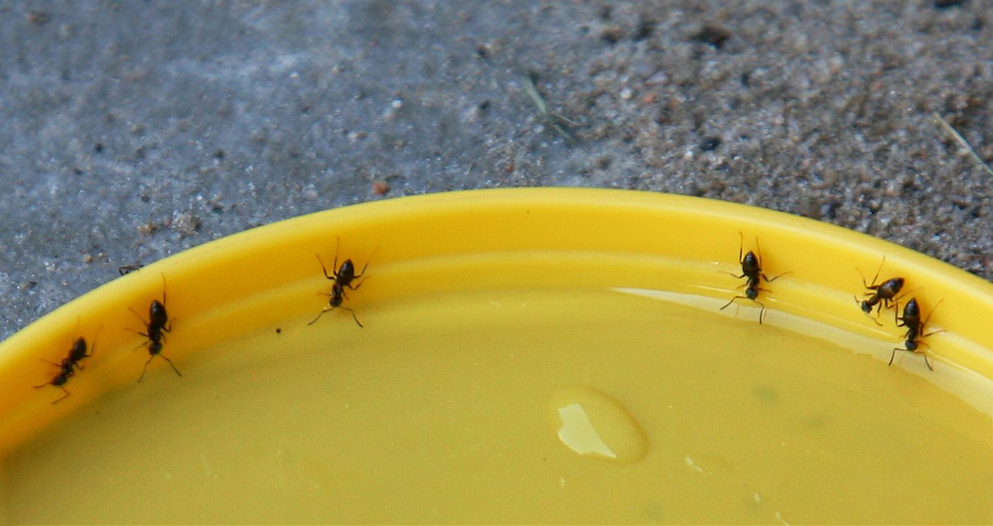 Sipelgaid meelitavad ligi magusad ja kleepuvad toiduained ja pakendid, näiteks meepurgi kaas.