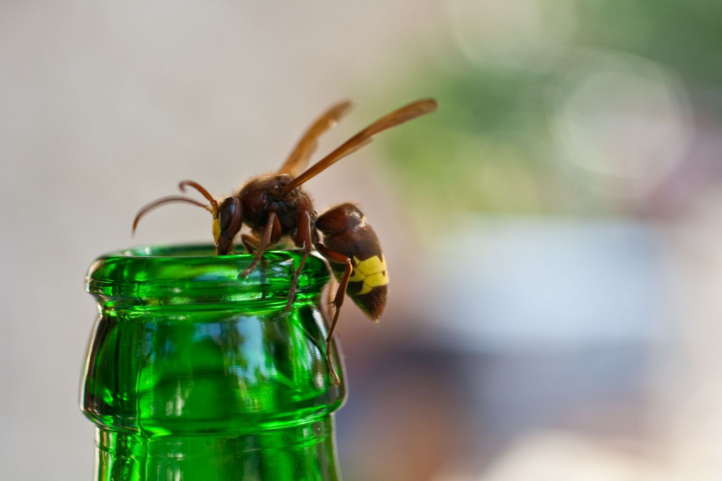 Сидящую на бутылке пива или сидра пчелу можно проглотить, а это может быть смертельно опасно.