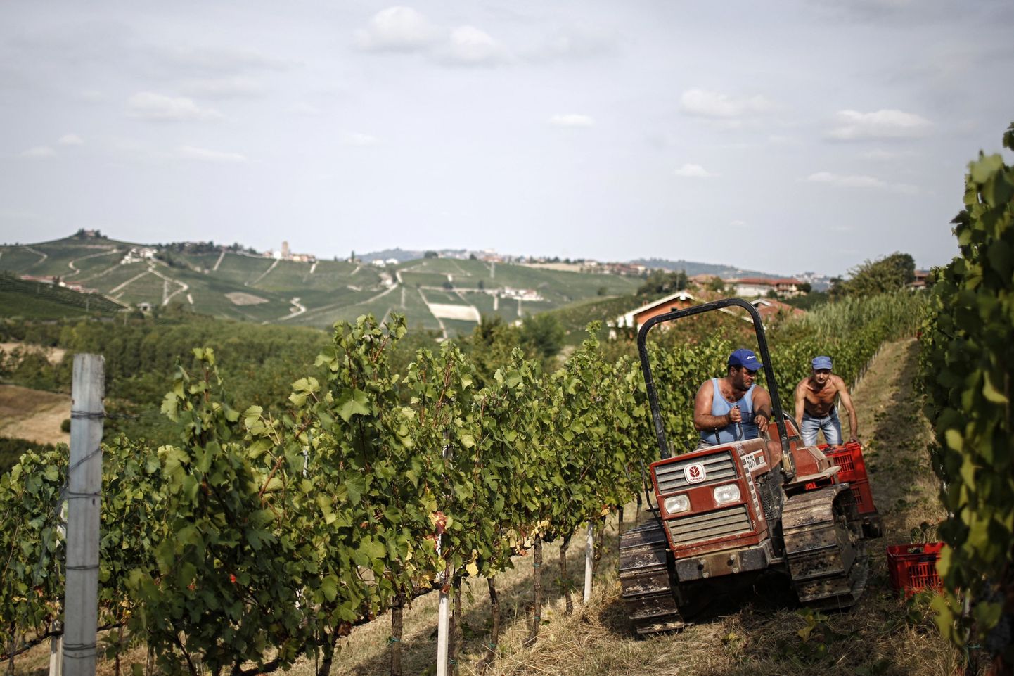 Grape-pickers work in a vineyard of Pinot Nero during the harvest on August 8, 2017 at the Tenuta Castello di Neive Borgonovo, northwestern Italy. Italy's annual wine harvest, the biggest in the world, is off to its earliest start in a decade as the country swelters in a heatwave following months of drought.
 
Winemakers have also had to contend with spring frosts and hailstorms this year and the country's agri-food agency Coldiretti is anticipating a 10-15 percent fall in volumes.
 / AFP PHOTO / Marco BERTORELLO