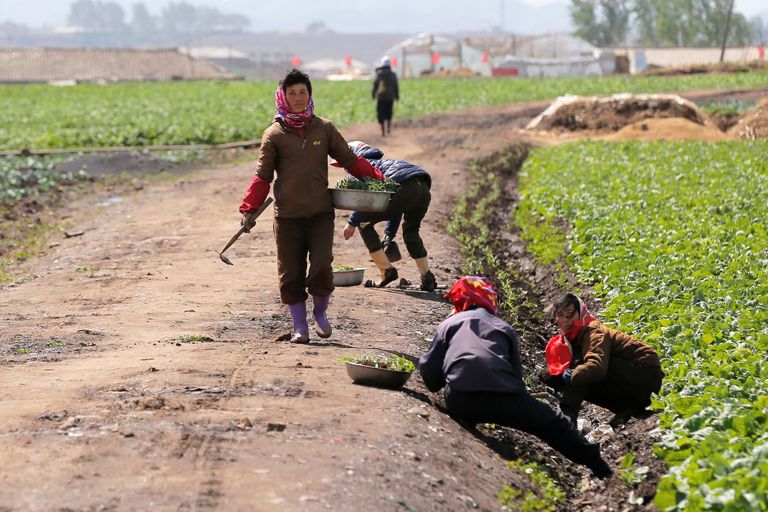 Põhja-Korea elanikud töötamas põllul. Foto: Scanpix