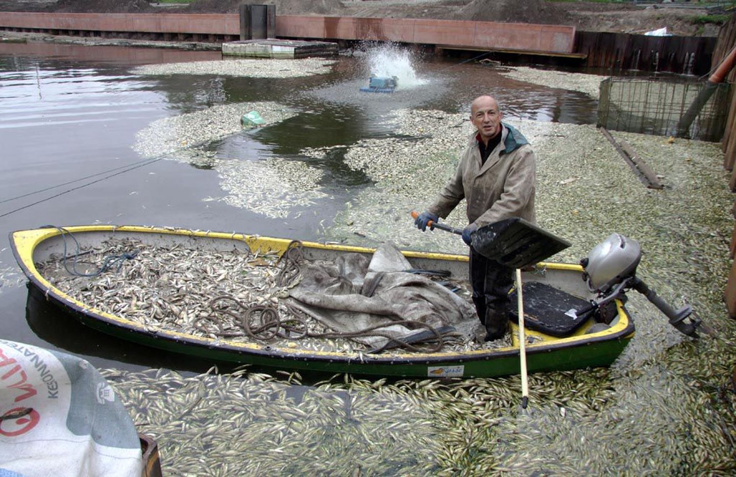 Merko Ehituse töömees Andres Sutt oli eilegi ametis lõpnud kalade koristamisega.