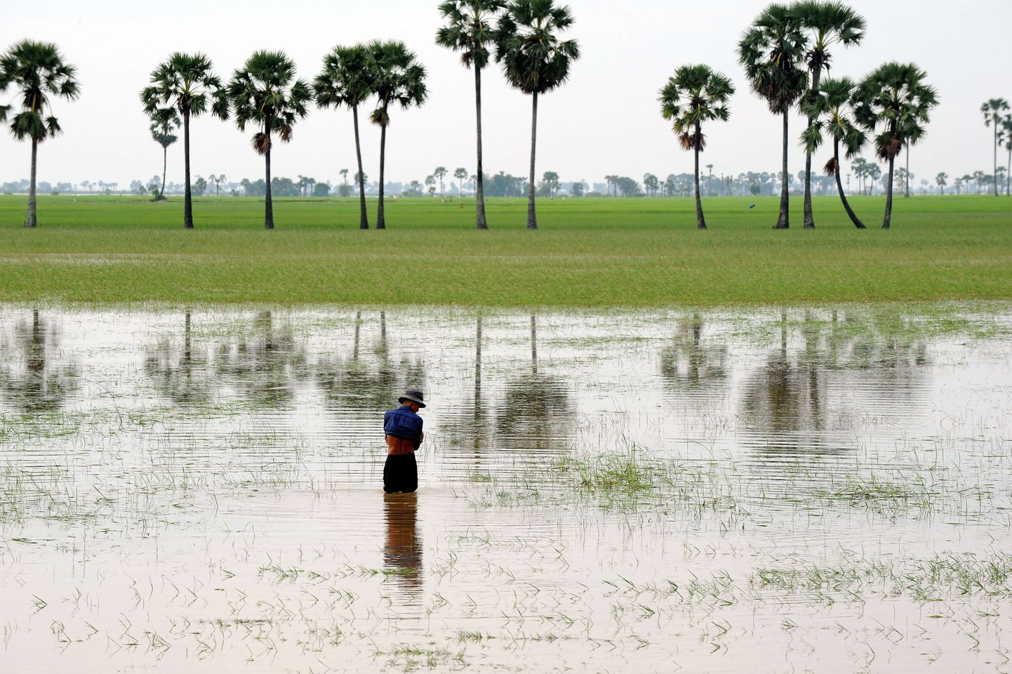 Kambodža üleujutused tekitasid rotiliha puuduse