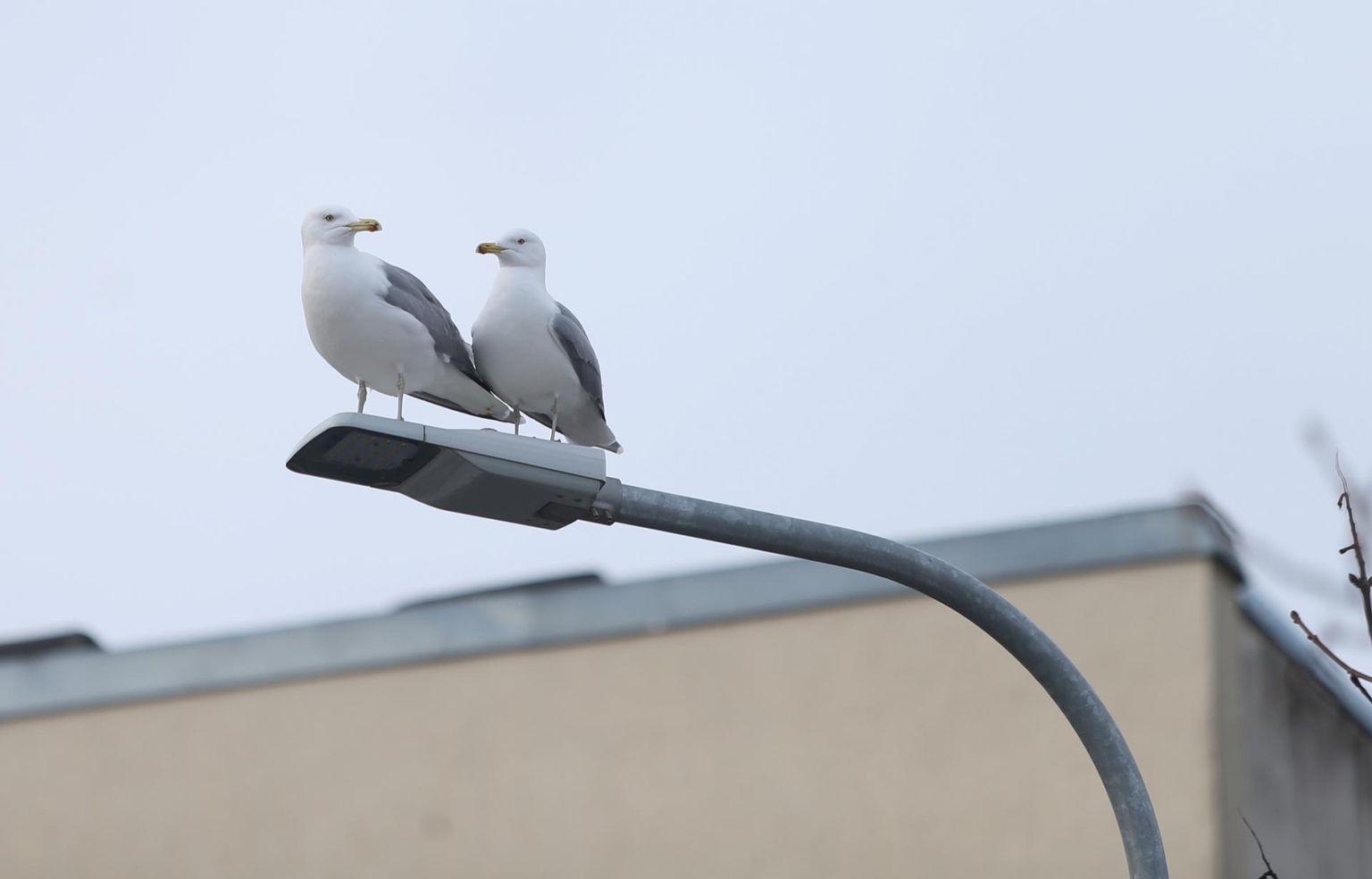 Hõbekajakad tunnevad end Mõisavahe tänava laternaposti otsas üsna mõnusalt, sest looduslikke vaenlasi pole ja toidulaud on kaetud.