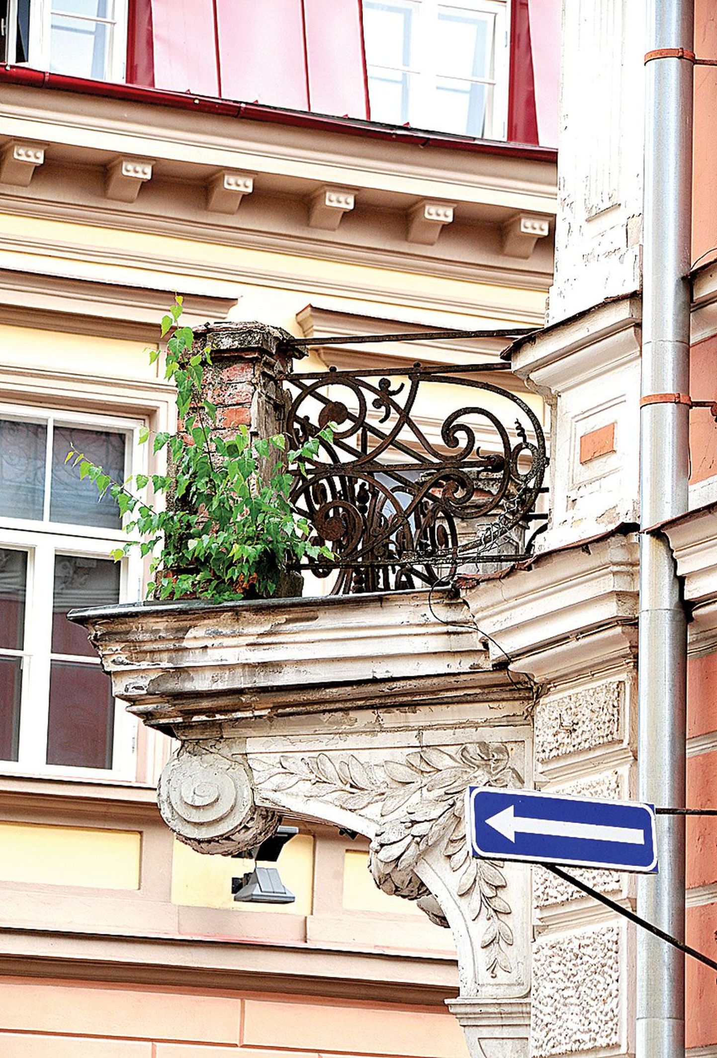 Tuulest toodud seeme on sirgunud väikeseks puuks Tartu kesklinnas Rüütli ja Munga tänava nurgal asuva maja teise korruse rõdul.