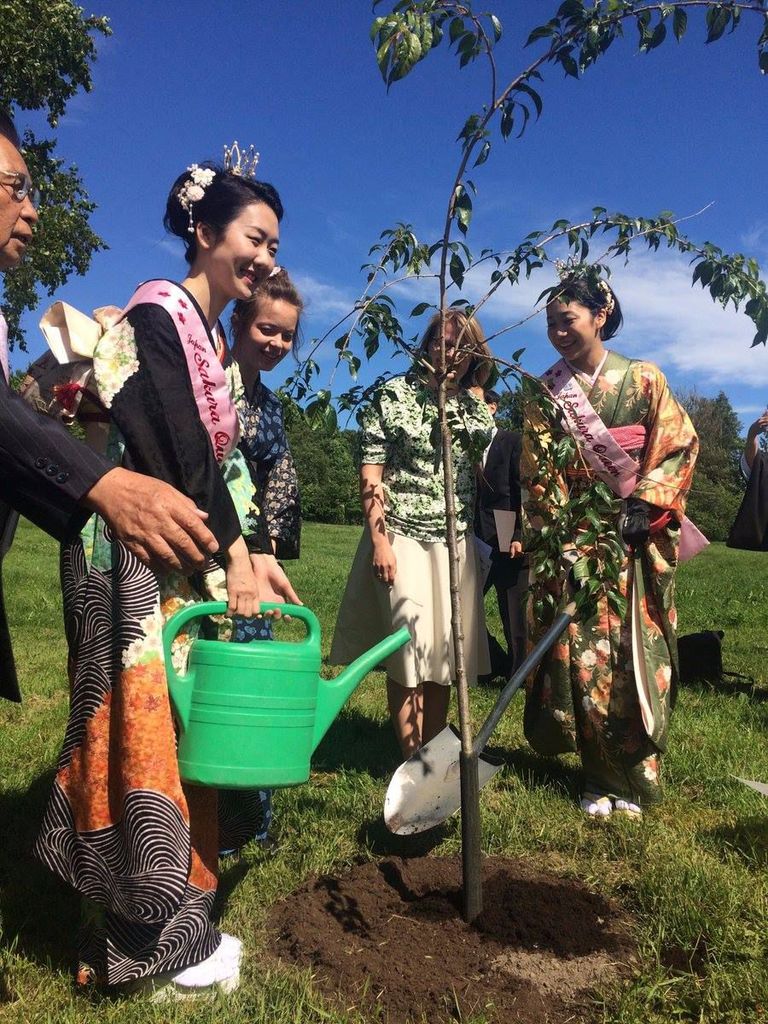 Jaapani kingitus Soomele – kümme kirsipuud