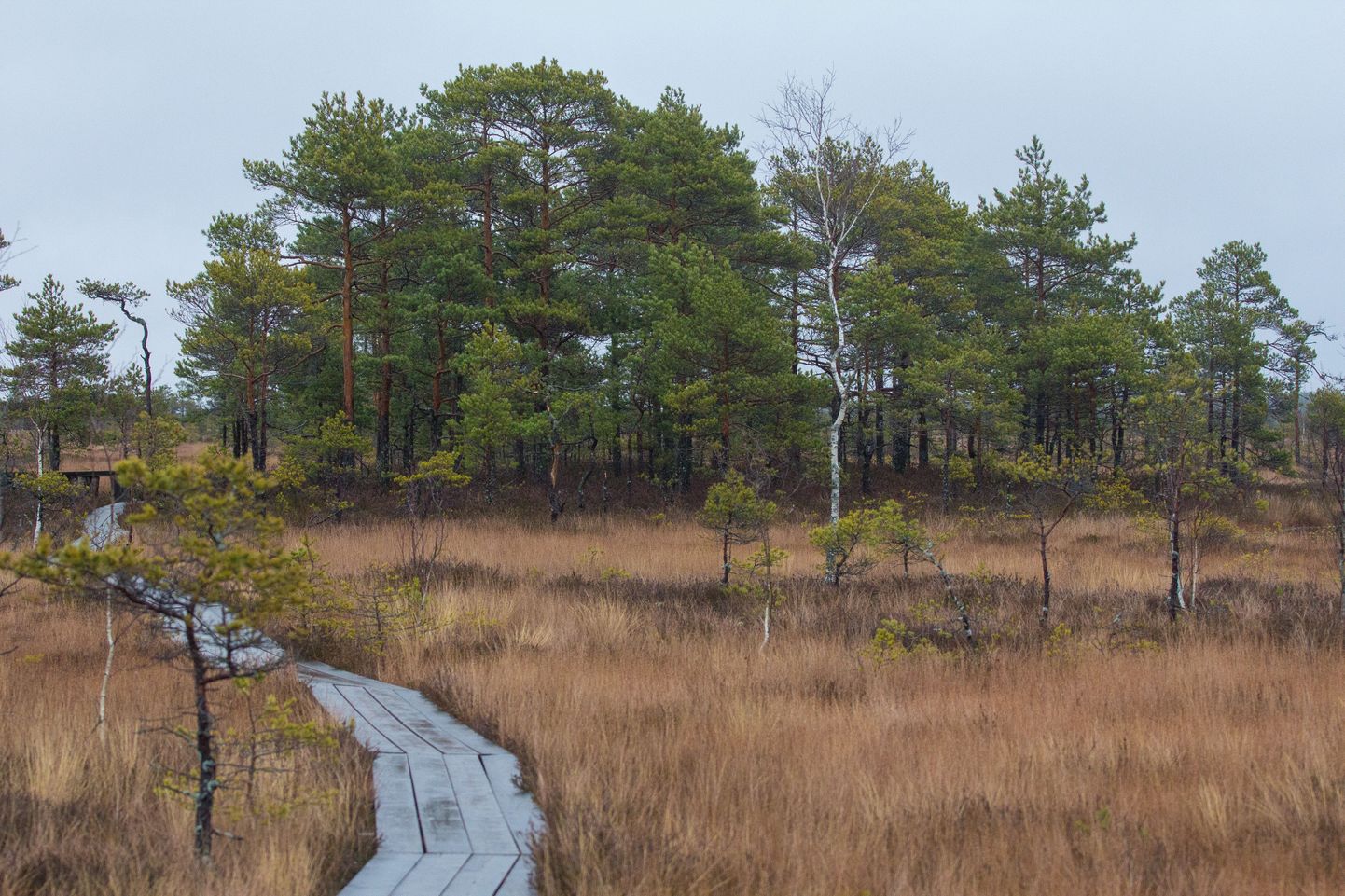 Eesti kaitsealadele on loodud väga erisuguseid radasid, mille valik peaks sobima nii algajale kui ka kogenud matkajale.