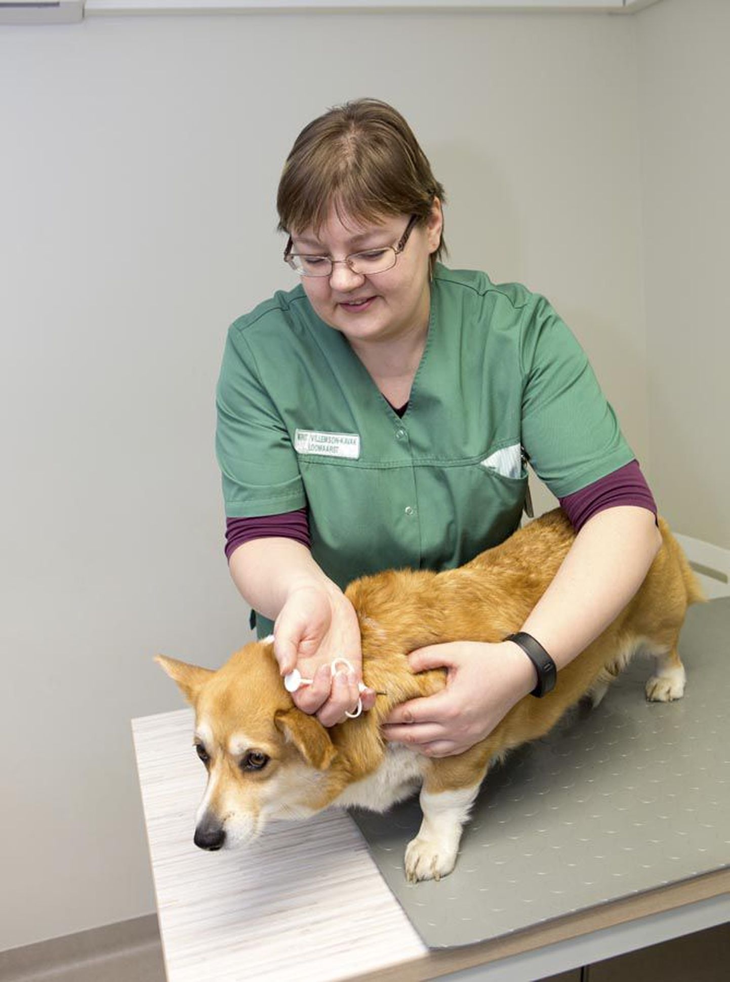 Männimäel asuva väikeloomakliiniku arsti Merit Villemson-Kavaku sõnul paigaldatakse mikrokiip koertele ja kassidele kaelale või abaluude vahele naha alla.