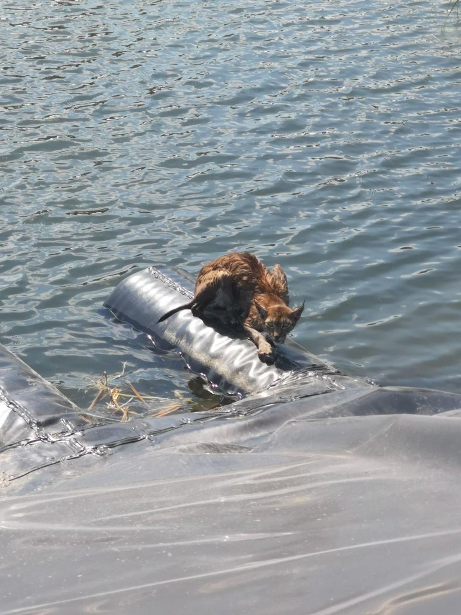 Без посторонней помощи рысь не могла выбраться из водоема.