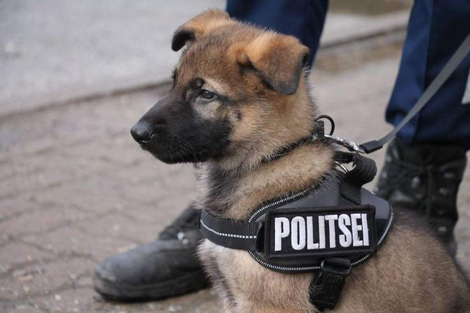 Немо.