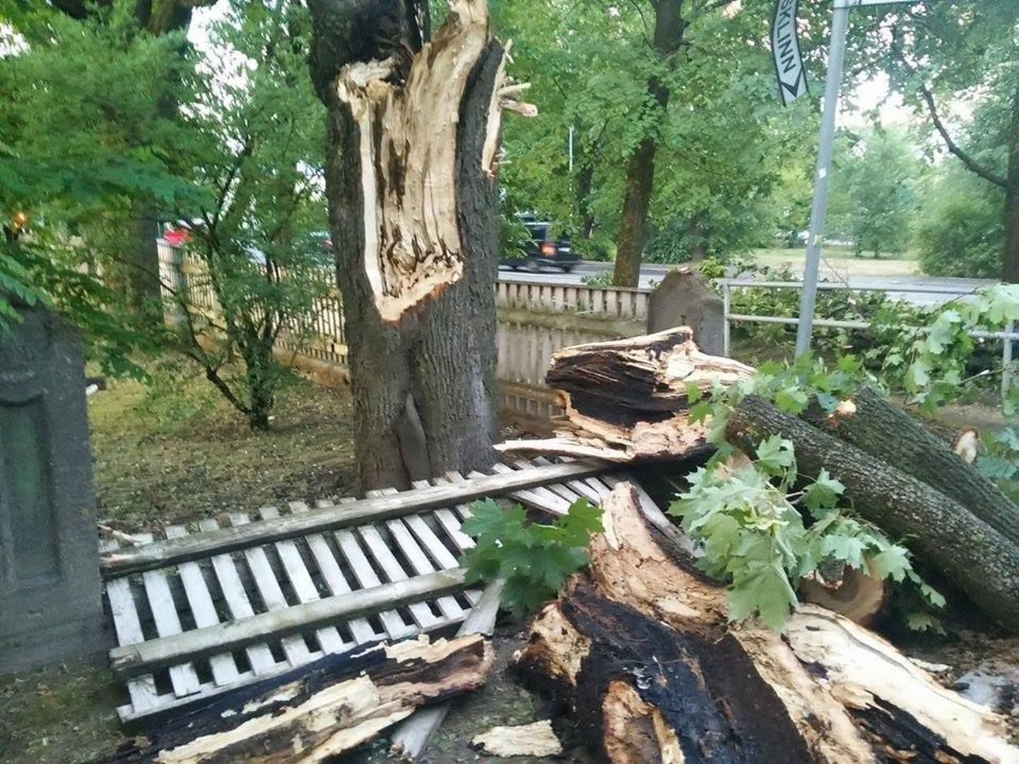 Kõnniteele, aiale ja teepiirdele murdunud puu Riia tänava ääres.