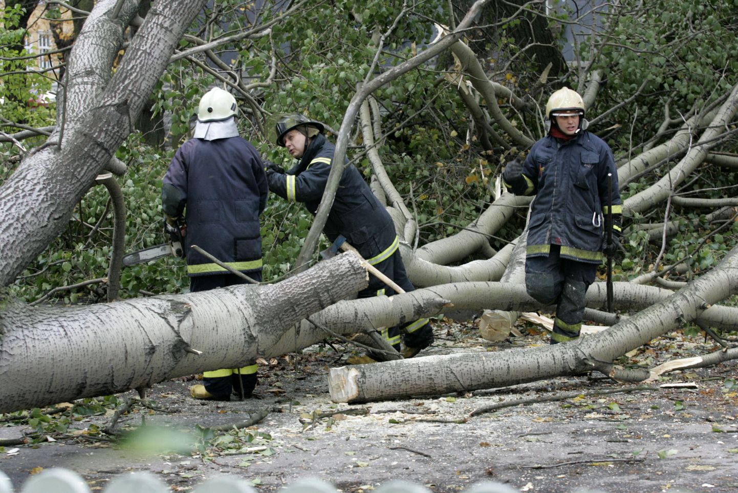 Спасатели убирают упавшее дерево. Иллюстративное фото.