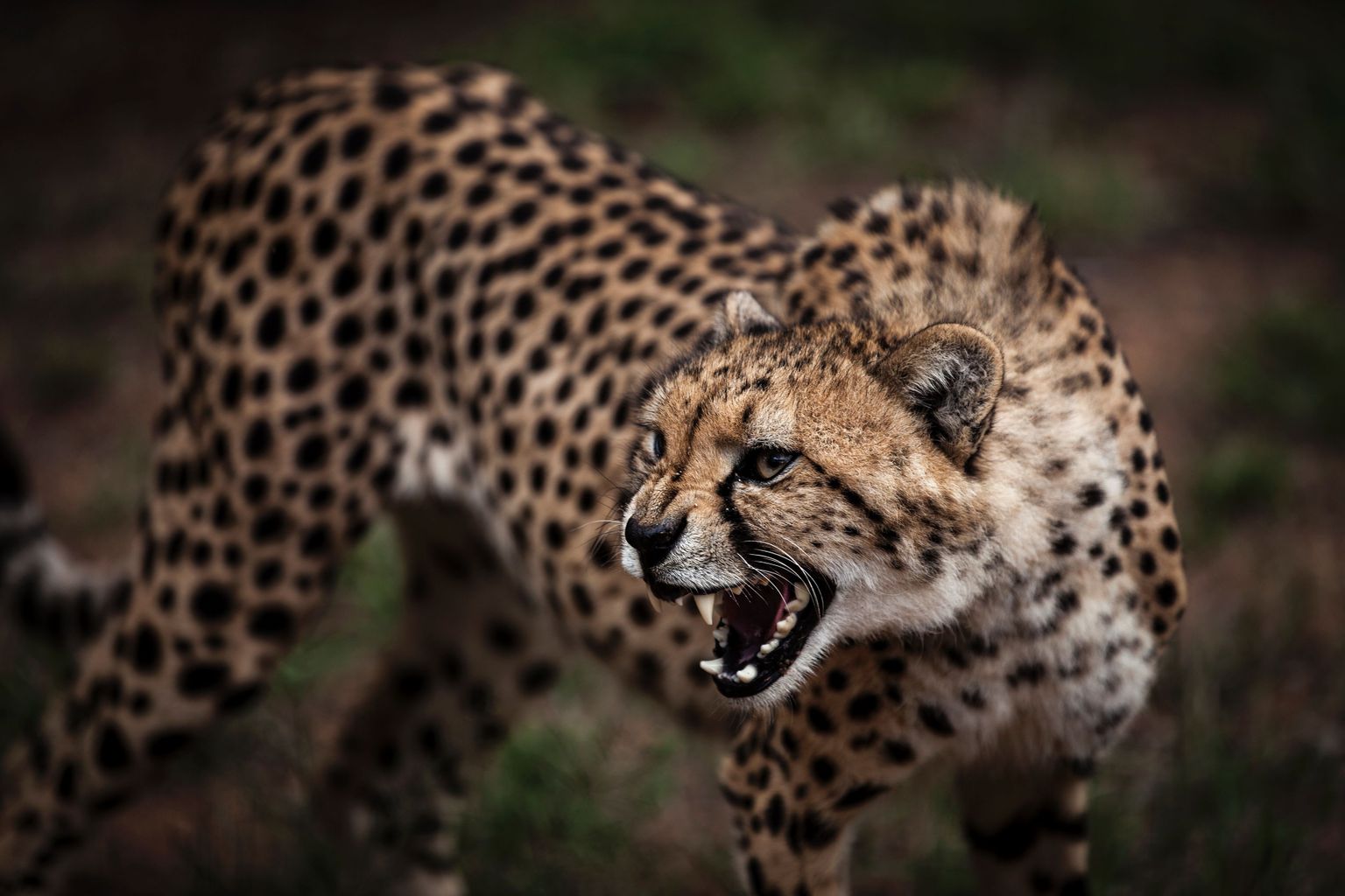 A juvenile male cheetah is seen growling inside a closed camp at the Ann van Dyk Cheetah Centre on December 30, 2016 in Hartbeespoort, South Africa.
Cheetahs are "sprinting" to extinction due to habitat loss and other forms of human impact, according to a new study out this week which called for urgent action to save the world's fastest land animals. / AFP PHOTO / JOHN WESSELS