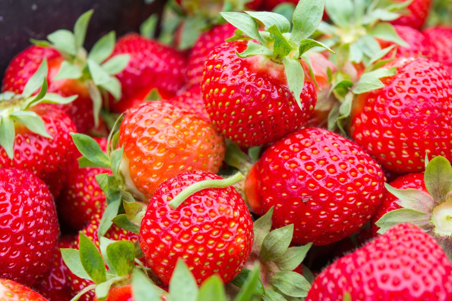 Turult võib rahuliku südamega maasikaid osta.