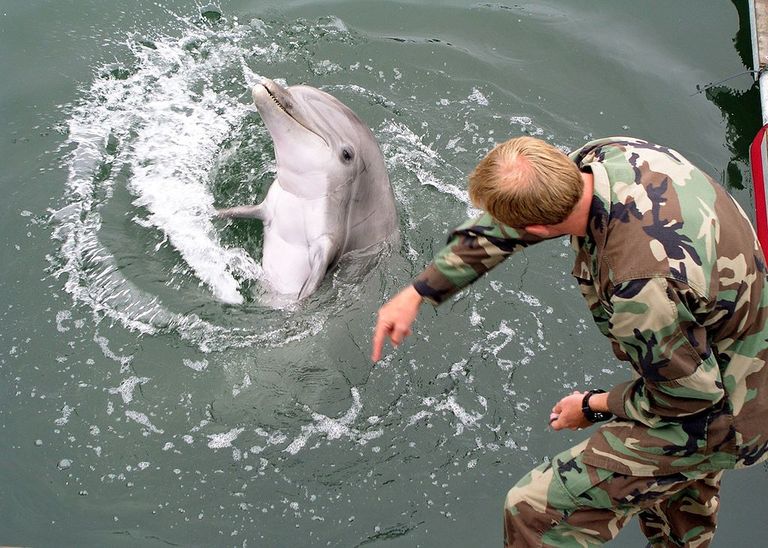 Delfiine õpetatakse käemärkide järgi käsklusi täitma.