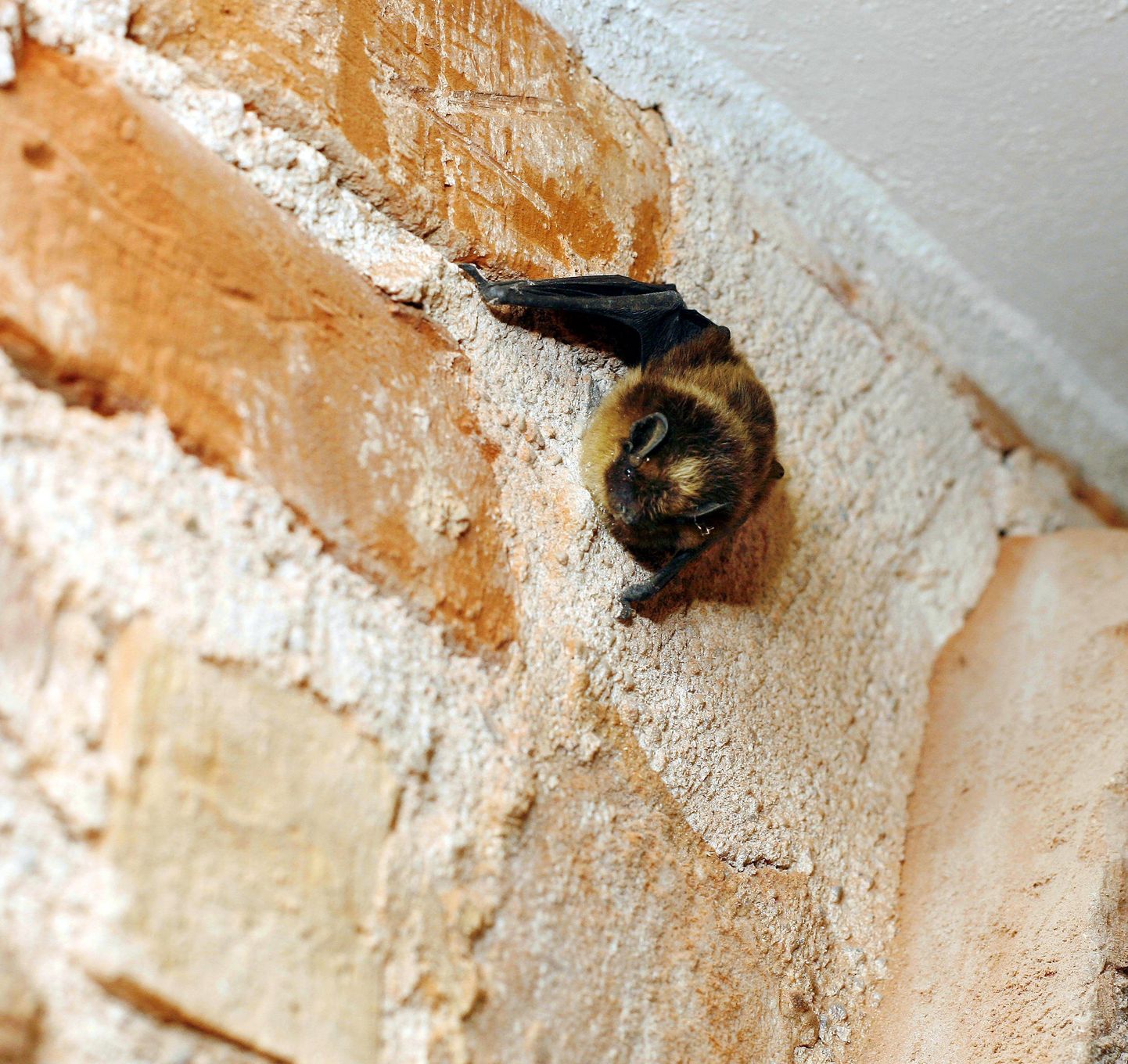 Eile hommikupoolikul turnis põhja-nahkhiir aida trepikoja seinal.