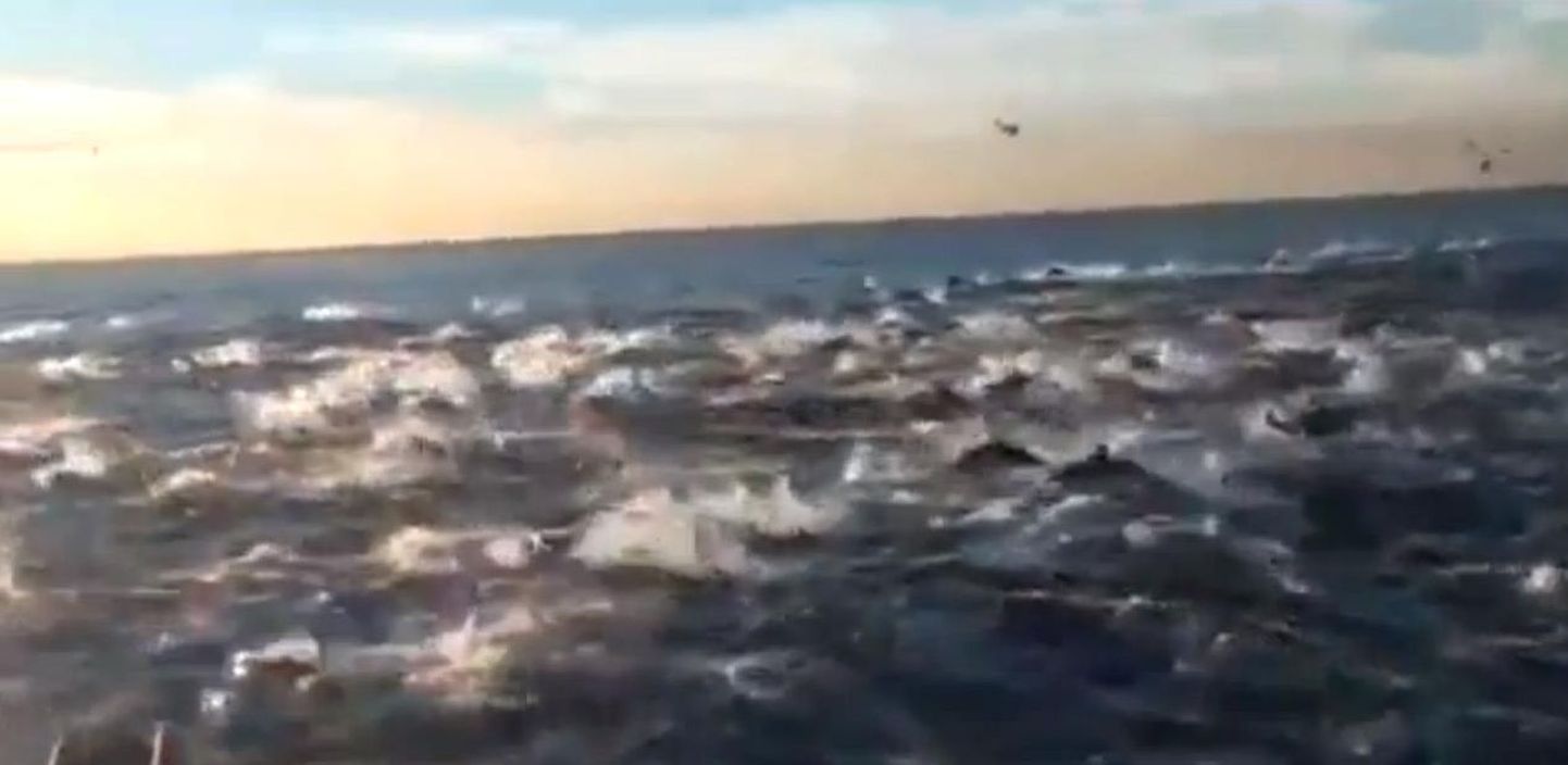 California rannikuvees nähti umbes 100 000 delfiinist koosnevat parve