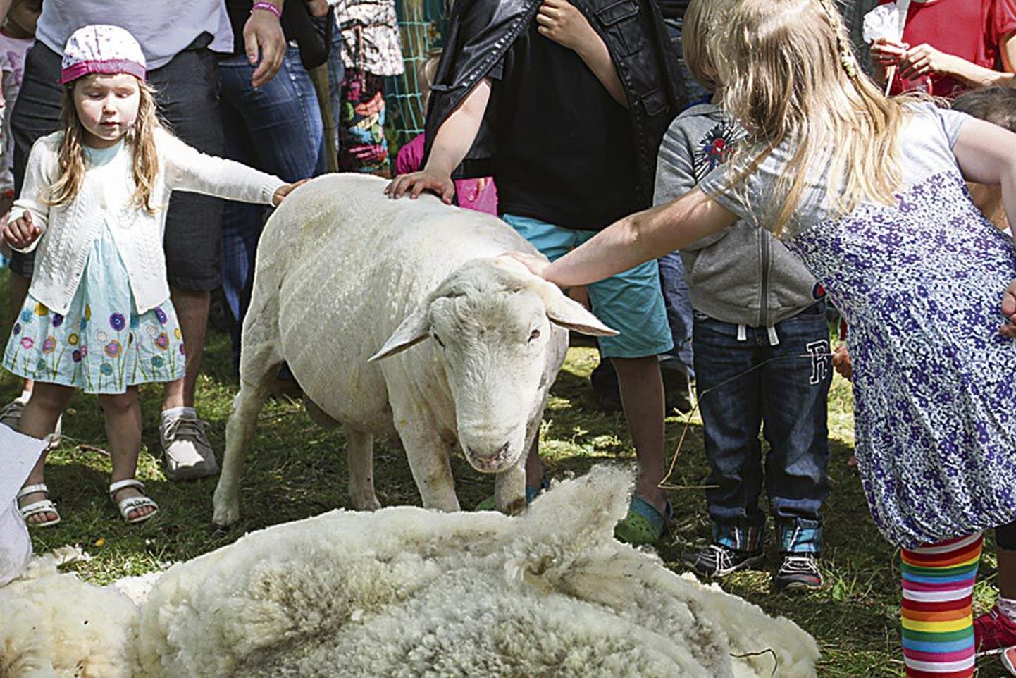 Eelmisel aastal võlusid lambad nii suuri kui väikeseid festivalikülastajaid.
