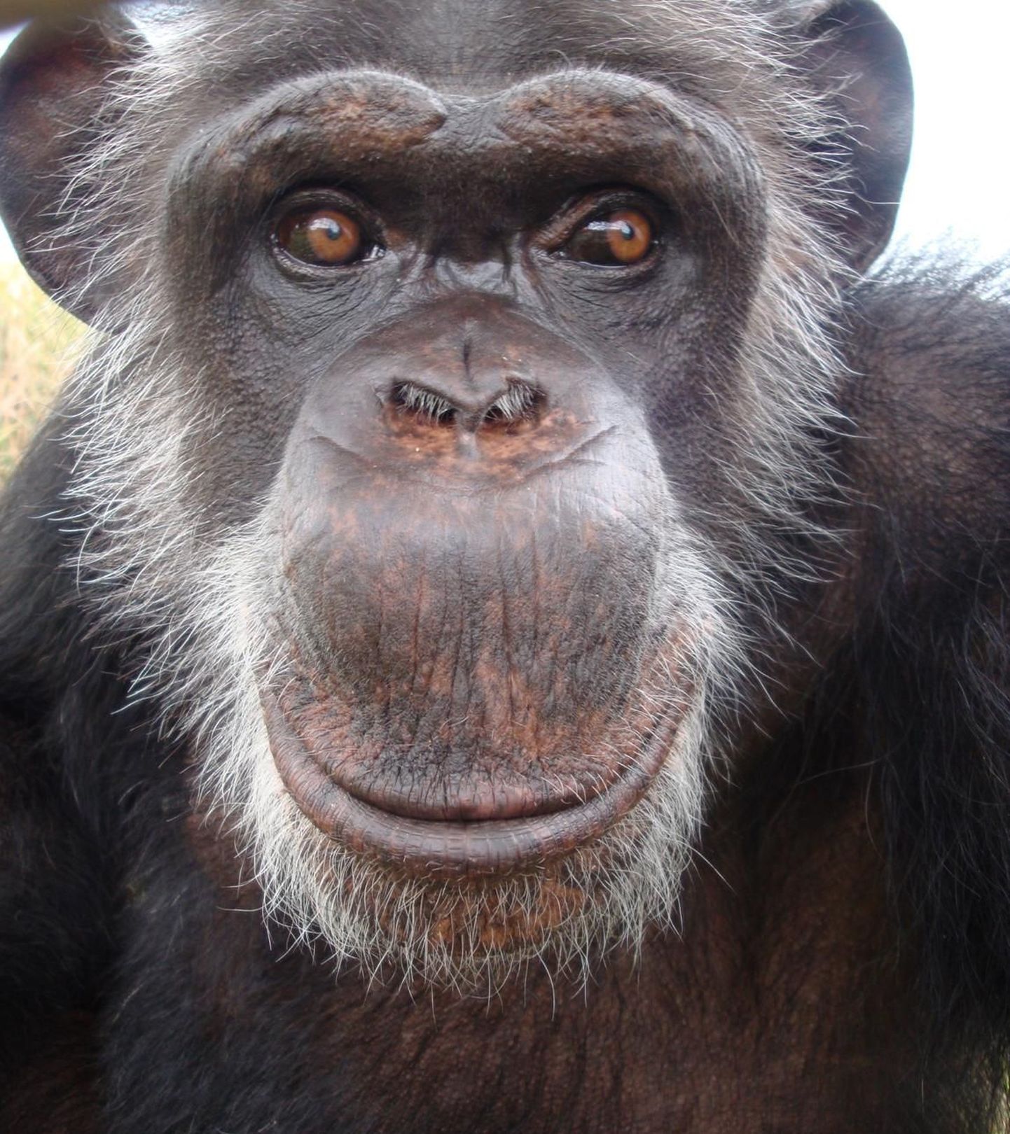 Karvutu šimpans on India loomaaia staar