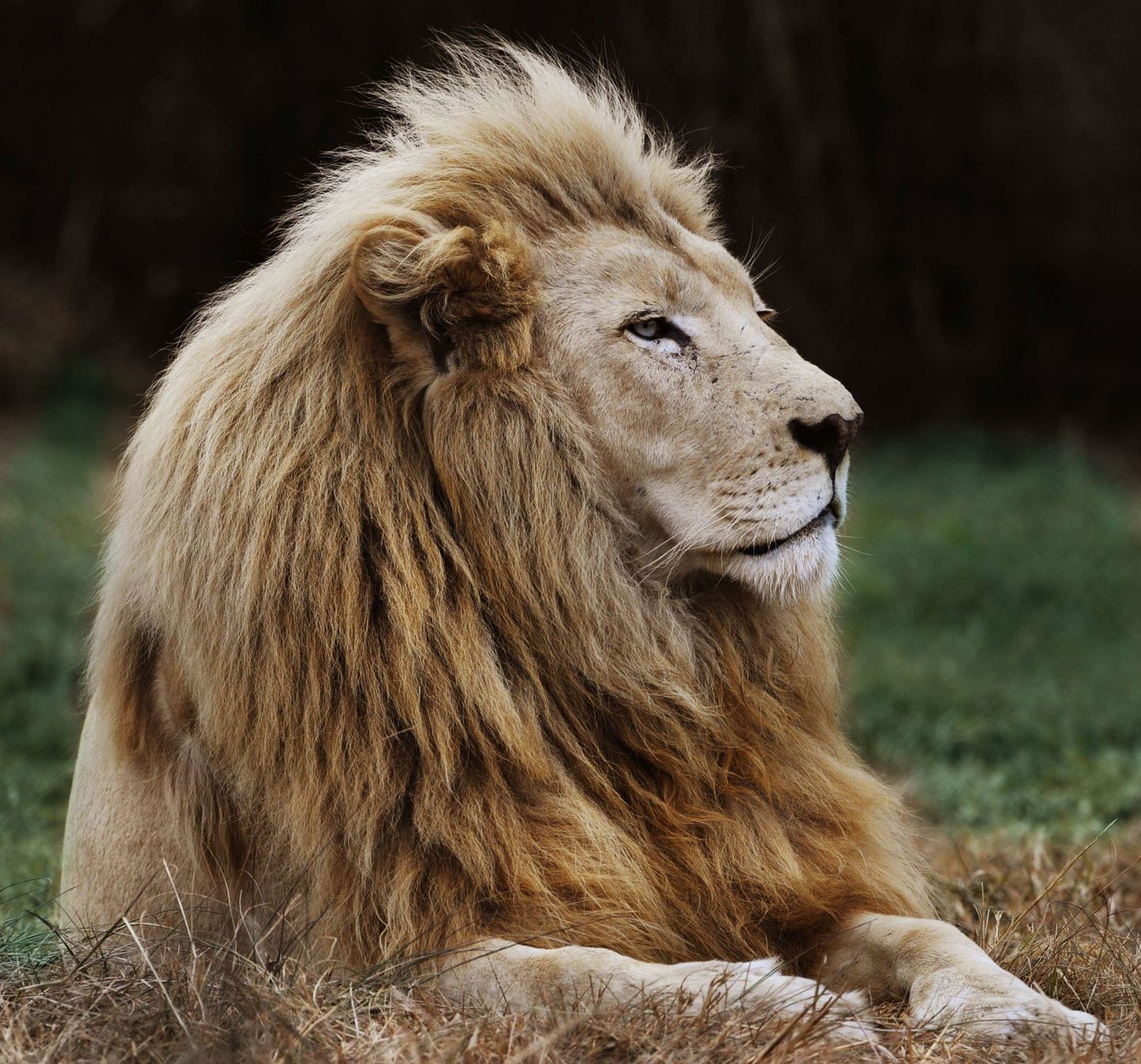 Lõuna-Aafrikas on mitmed lõvid jooksus