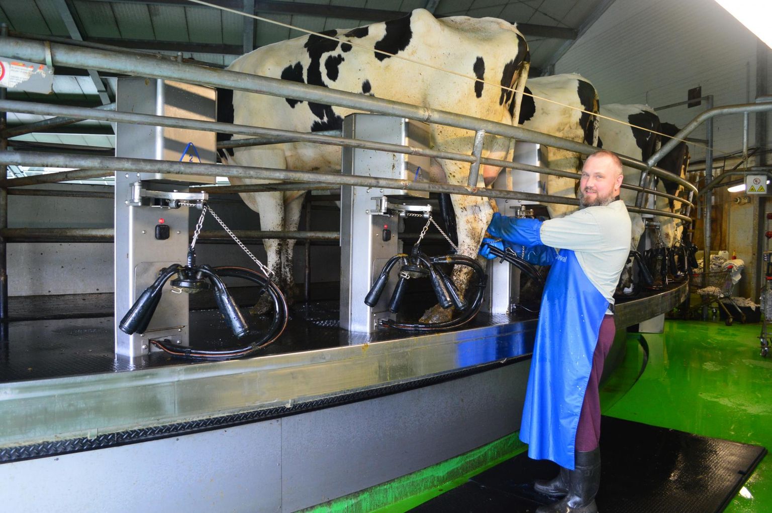 ASi Väätsa Agro Lõõla suurfarmi lüpsja Aleksander Timofejev tunnistab, et lüpsjatöö on raske ja ta mõistab, et see võib inimesi hirmutada. Tööpäev algab või lõpeb öösel ja on üsna pikk.