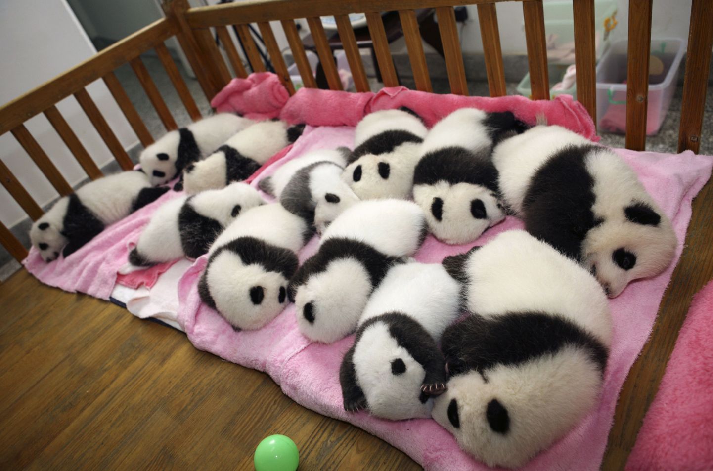 Esmaspäeval Chengdu pandaaretuskeskuses tehtud pilt 12 pandapojast.