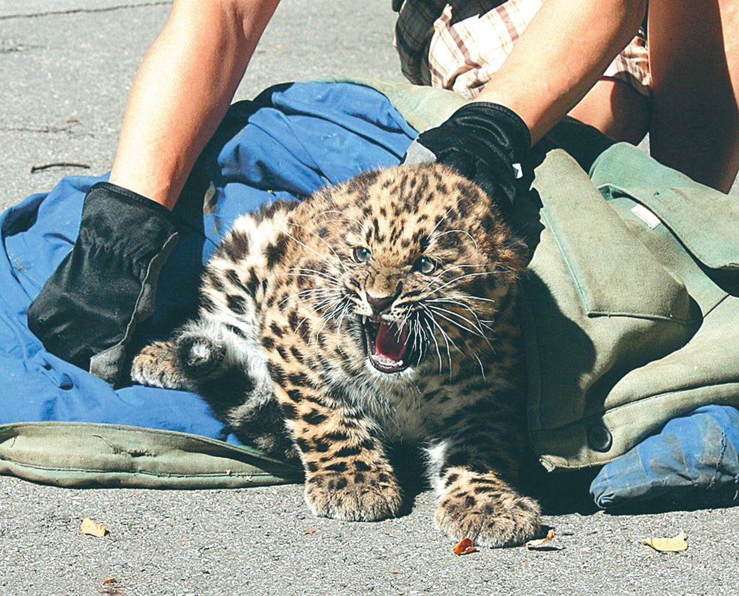 Amuuri leopardi kutsika viimane vaktsineerimine.