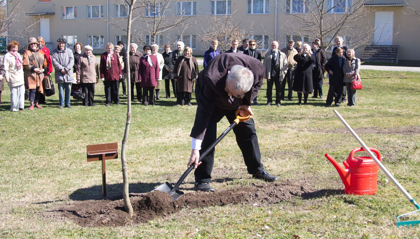 Wiedemanni keeleauhinna laureaat Arvo Krikmann pani Väike-Maarjas keelepäeval kasvama omanimelise tamme.