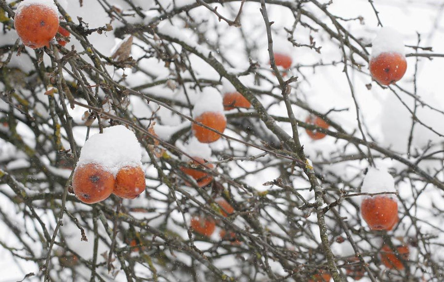 Talveks puule jäänud õunad võivad vahel välja näha nagu jõuluehted.