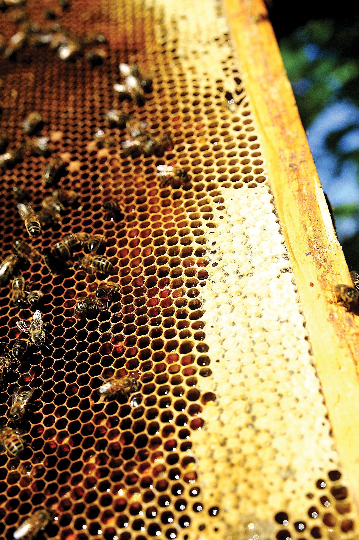 Пчелы.