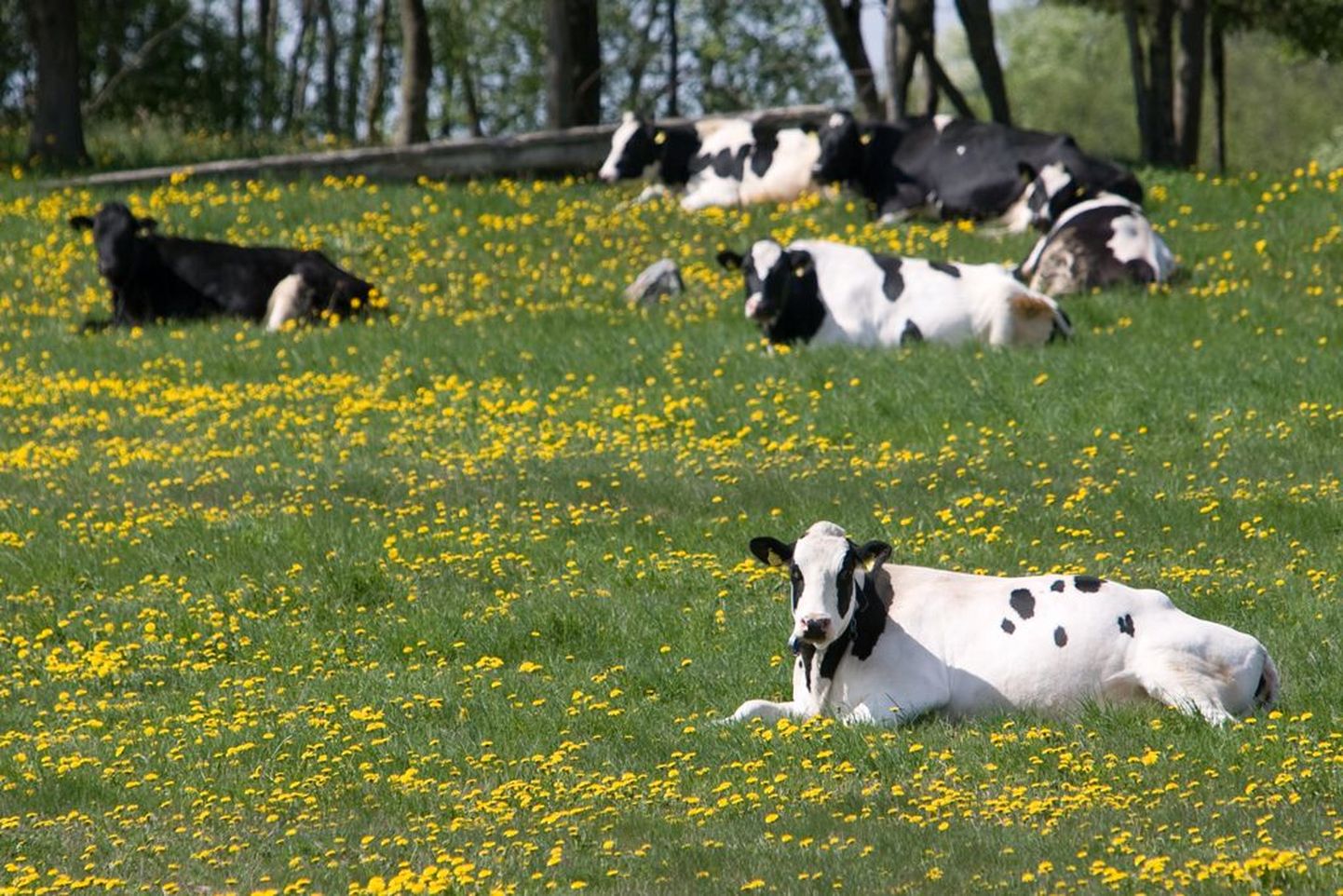 Lehmad karjamaal: ei mõtlegi püsti tõusta