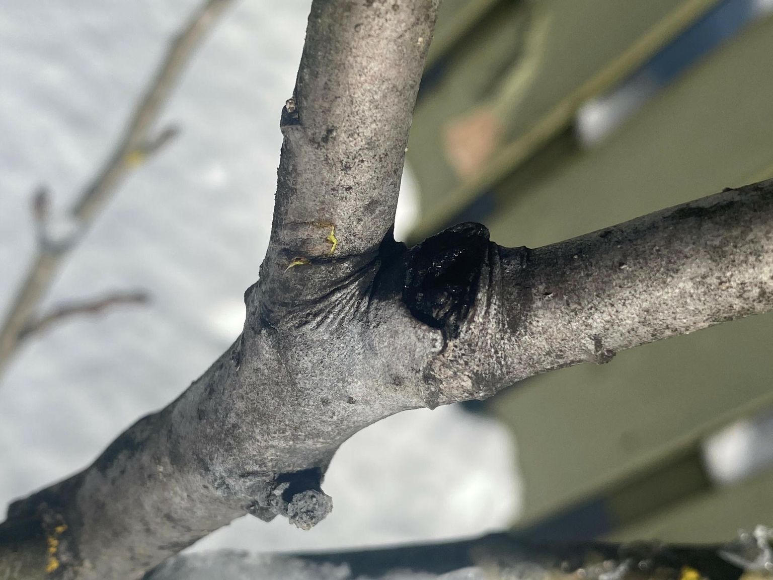 Õige koht lõikamiseks on oksakrae kohalt. Oksakrae näeb välja veidi nagu kortsus või kokkusurutud kooreosa kohas, kust oks tüvest välja kasvab.
