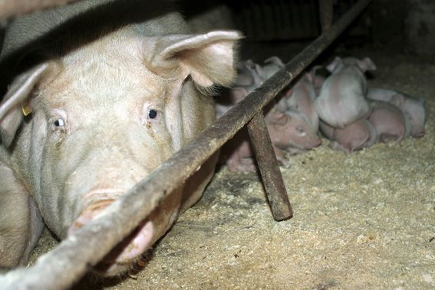 Loomakaitsjad avastasid farmides haigeid, vigastatud ja surnud sigu.