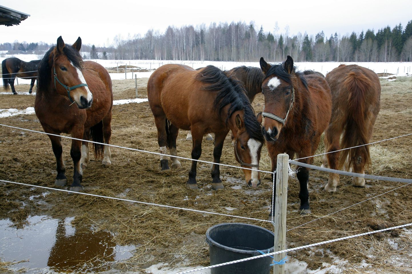 Vana-tori hobused. Foto on illustreeriv.