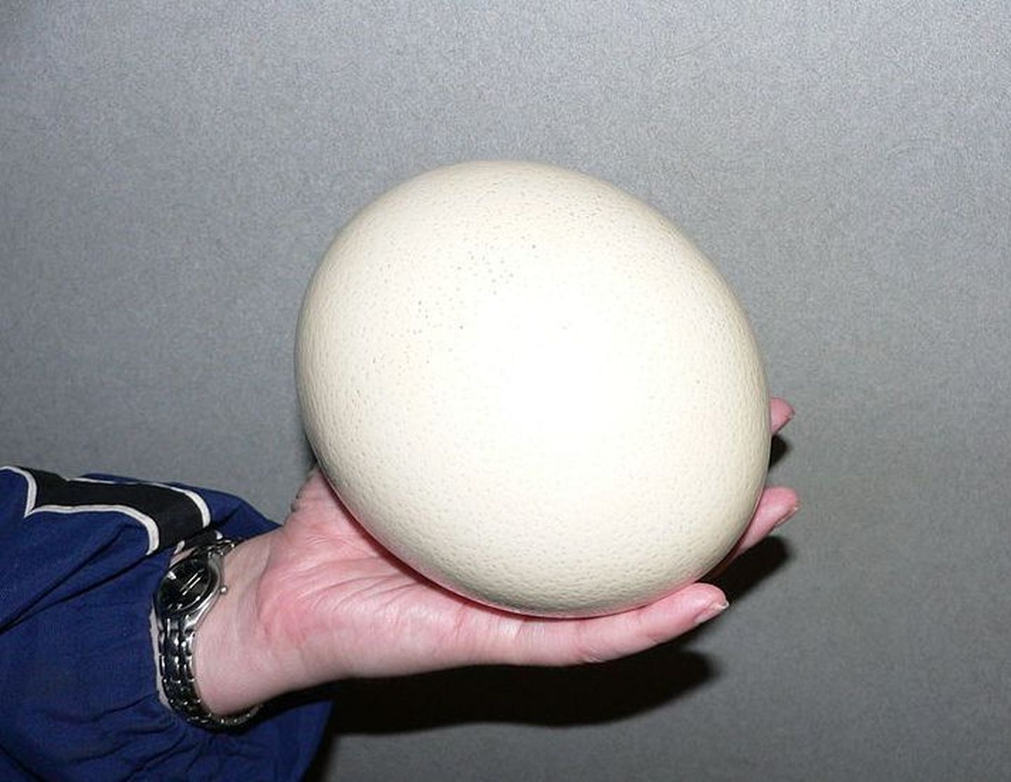 Jaanalinnu muna