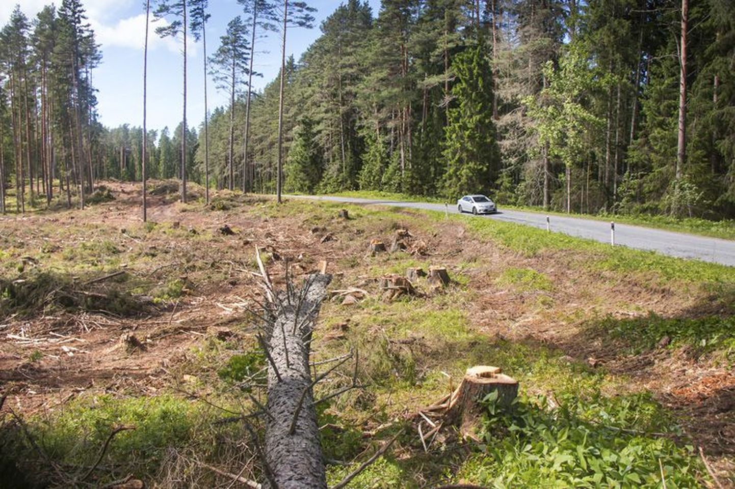 Esmapilgul jahmatab paljusid kaitsealal tehtud raietöö, kuid metsa tervise huvides on see vajalik.