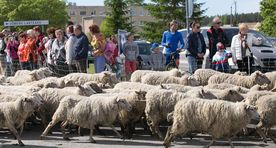 Maaelufestival õpetab jänesel ja lambal vahet tegema