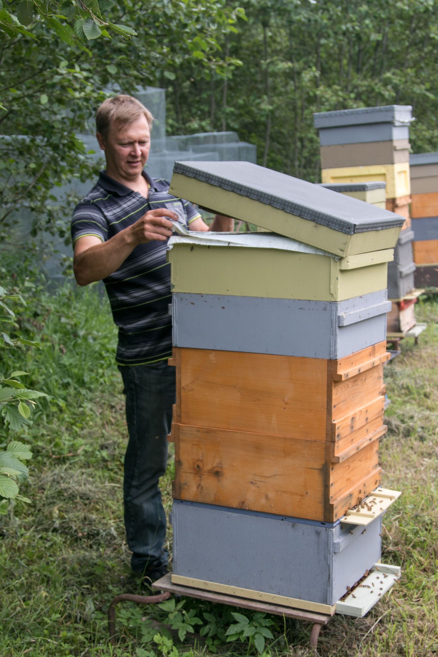 Valgamaal Lossikülas umbes 300 mesilasperet pidav Rein Männiste ütles, et temal oli nii kehv hooaeg viimati 18 aastat tagasi.