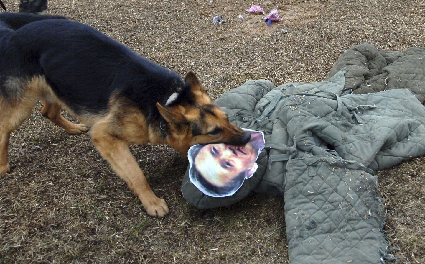 Põhja-Korea uus relv: koersõdurid. Fotol olev koer hammustamas kaltsunukku, millel on Lõuna-Korea kaitseministri Kim Kwan-jini näopilt
