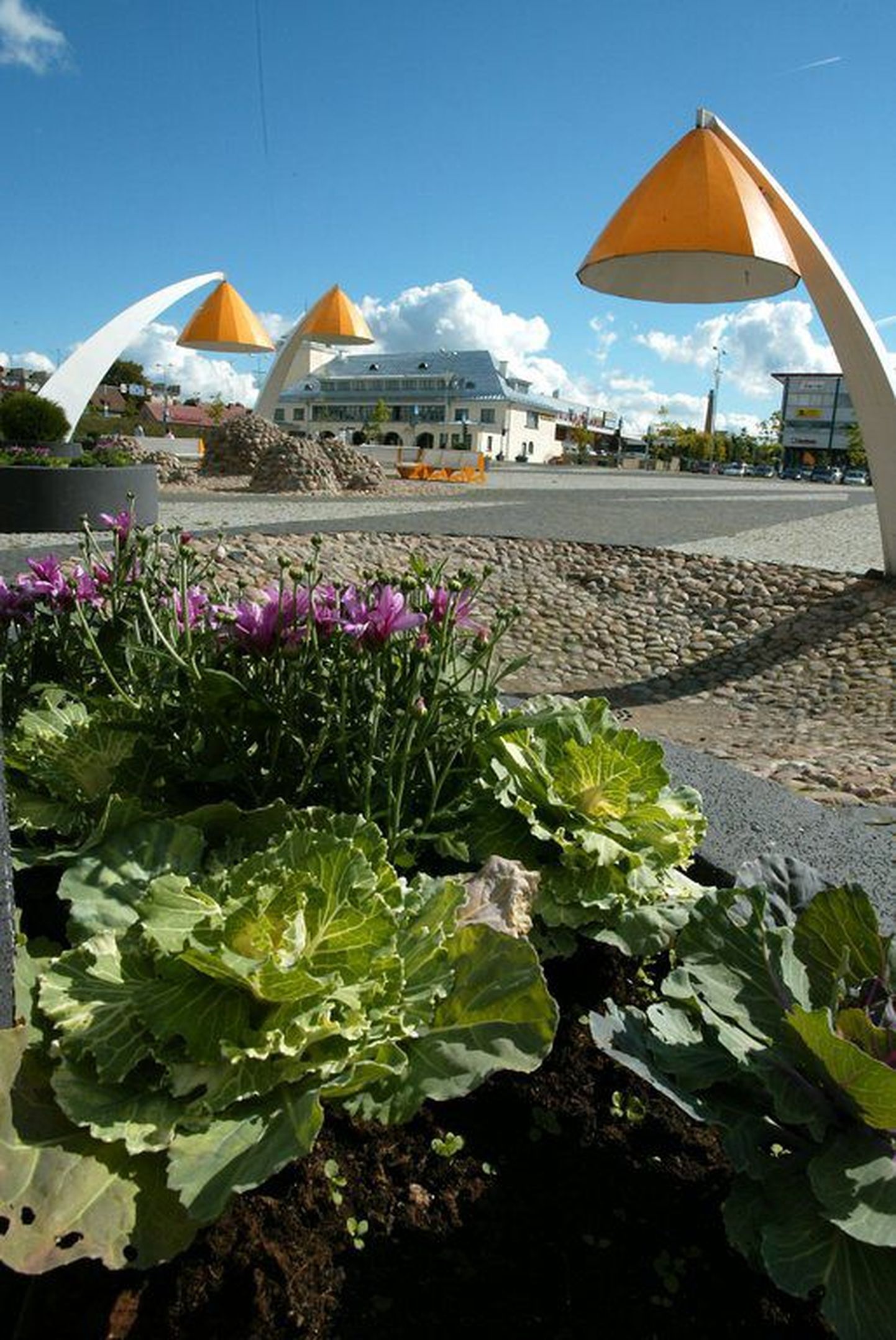 Rakvere linnavalitsus tunnistas linna lillepeenarde hooldamise hanke võitjaks Tallinna osaühingu Kesklinna Pargid.